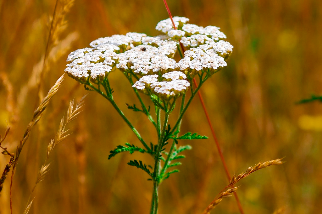 Травянистые растения это. Тысячелистник обыкновенный (Achillea millefolium l.). Тысячелистник обыкновенный (Achilléa millefólium). Тысячелистник Achillea. Ахиллея (тысячелистник) millefolium