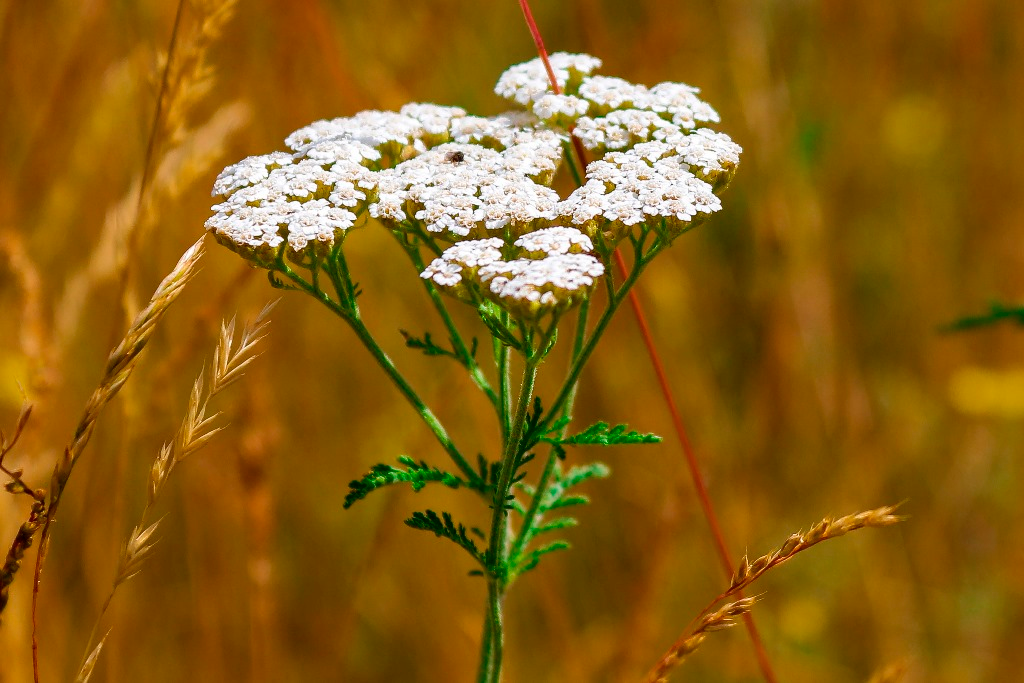 Травянистые растения это. Тысячелистник обыкновенный (Achillea millefolium l.). Тысячелистник обыкновенный (Achilléa millefólium). Тысячелистник Achillea. Ахиллея (тысячелистник) millefolium.