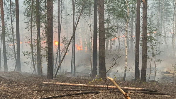 Природный пожар в Воротынском районе Нижегородской области. Обложка © Telegram / Глеб Никитин
