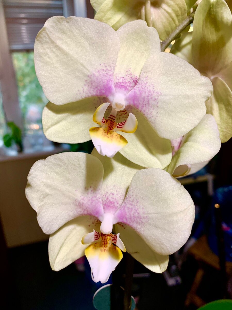 Мои любимчики