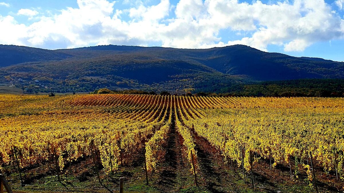 Виноградники Крыма