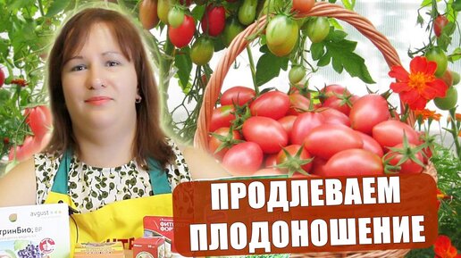 Как продлить плодоношение томатов до заморозков