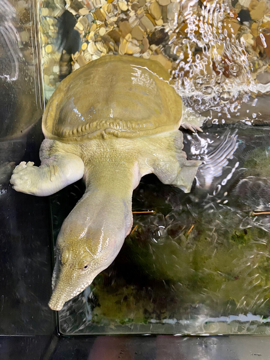 Что-что? Берут комиссию без предупреждения? Кажется, примерно также когда-то поступали динозавры. Не очень хорошо закончили…