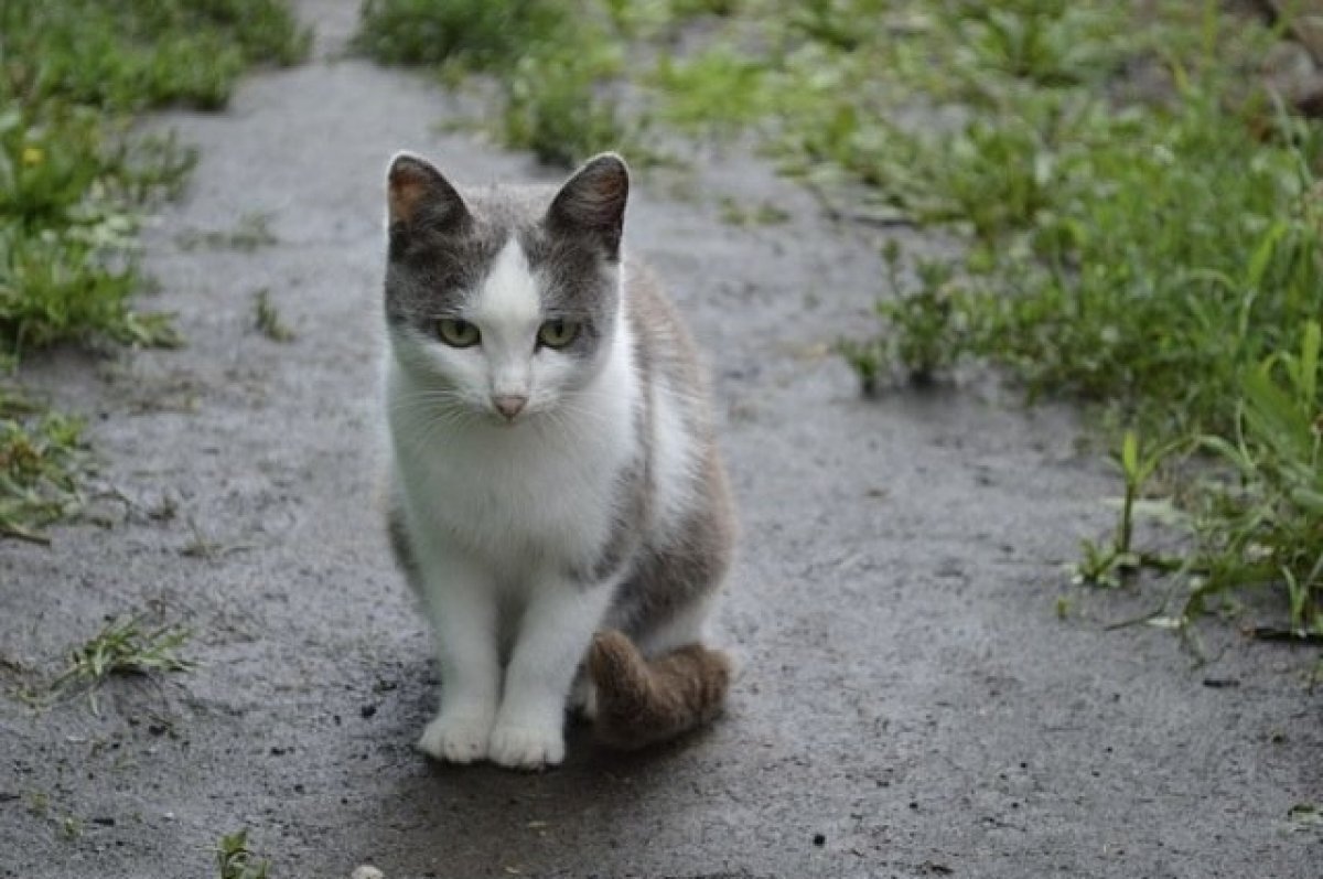    В Омске неизвестный мужчина в камуфляже украл кота в магазине