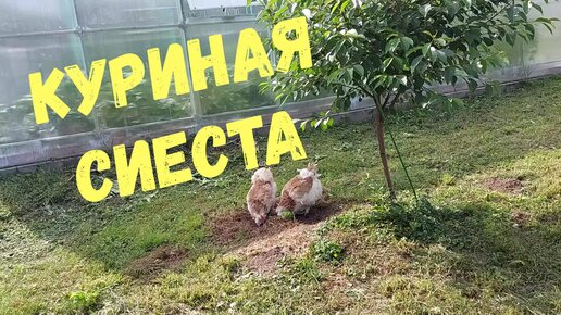 КУРИНАЯ СИЕСТА