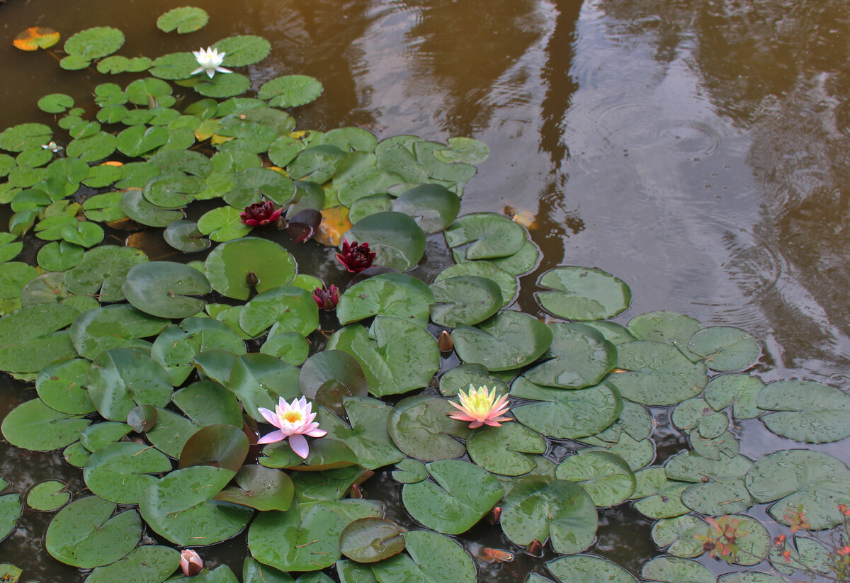 Кувшинки водоросли Ангара