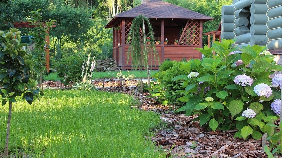 Быстрорастущие деревья и кустарники: 12 видов, которые украсят ваш сад (с фото)