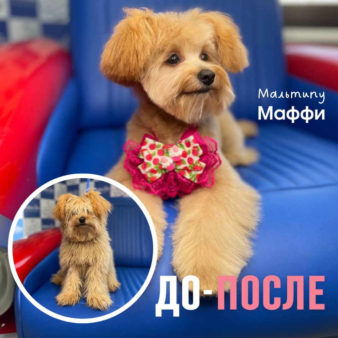 Мальтипу Мартин