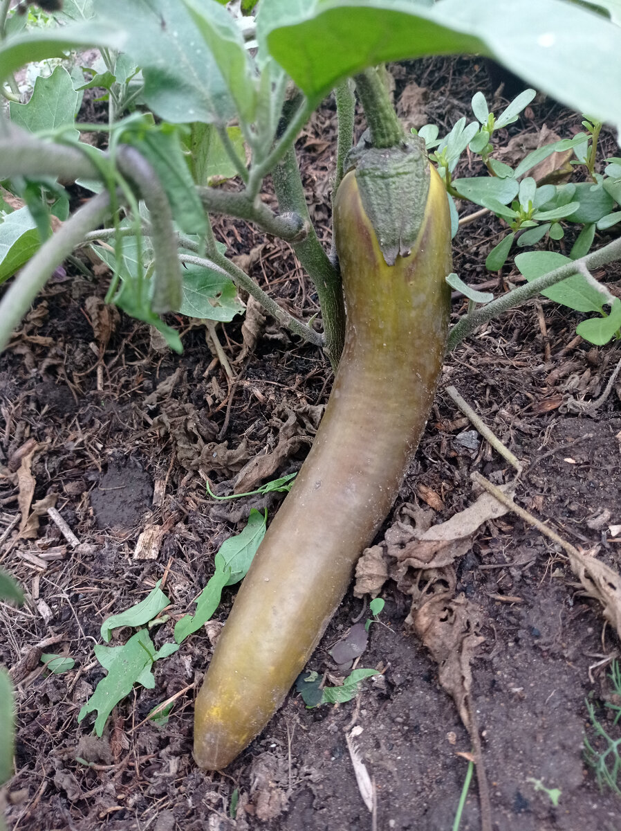 Баклажан. Сорт"Сизый нос".