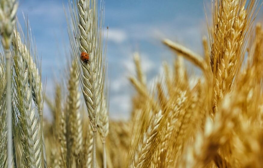    НАТО и Украина будут перевозить зерно в обход требований Минобороны РФ