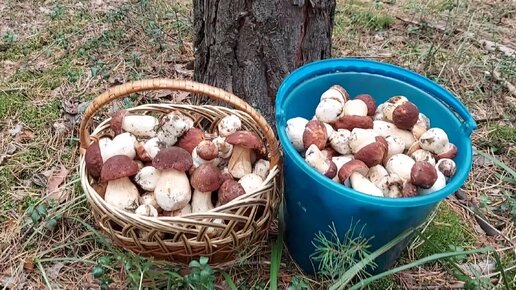 Калиброванные боровики. Видео от Натальи Мазняк