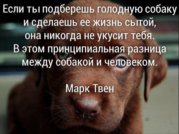 Как собака выбирает хозяина и как понять, кто для нее является лидером