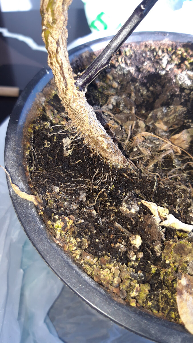 Воздушные корешки