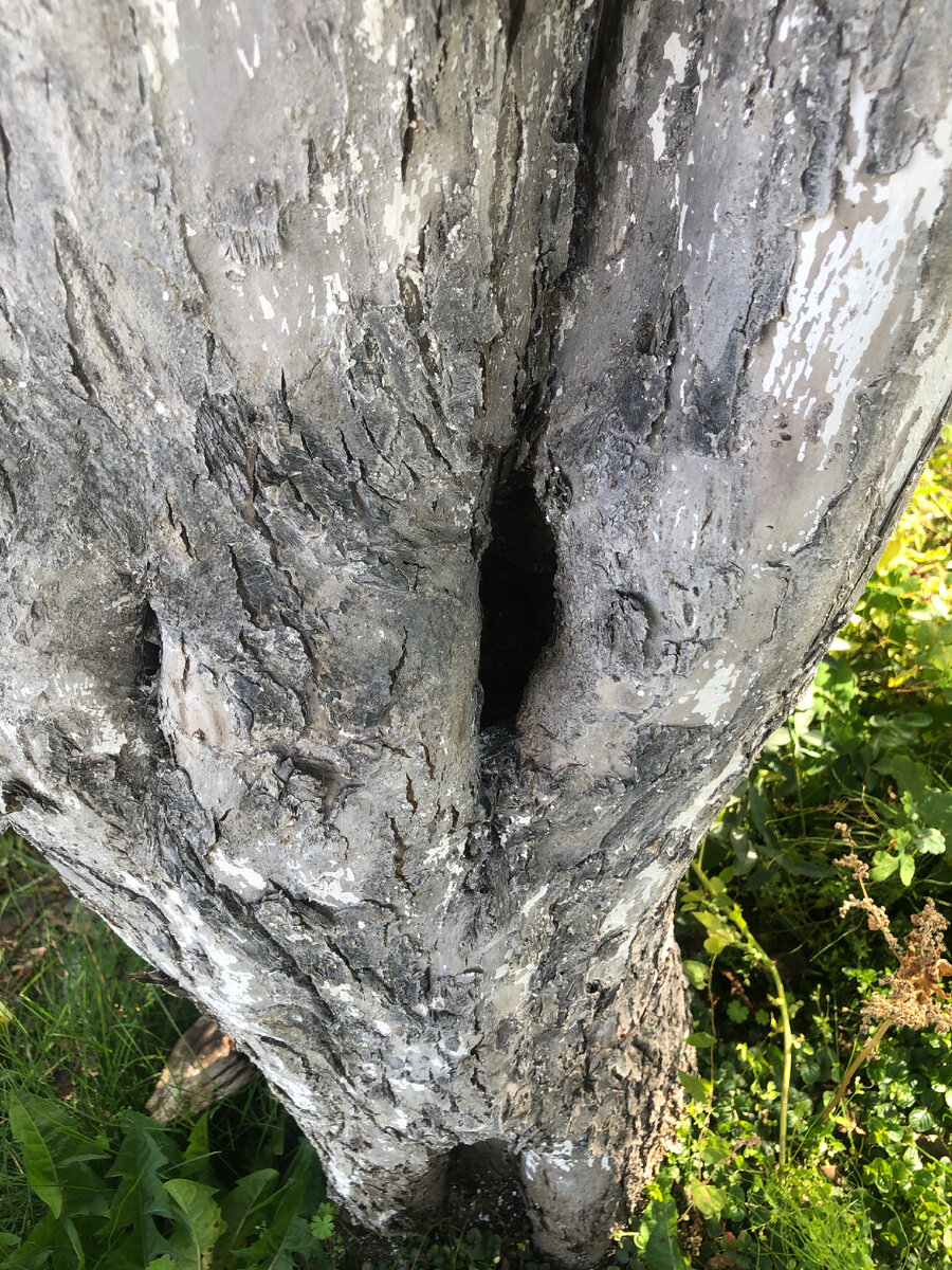 Неправильное формирование привело к 2 стволам-лидерам