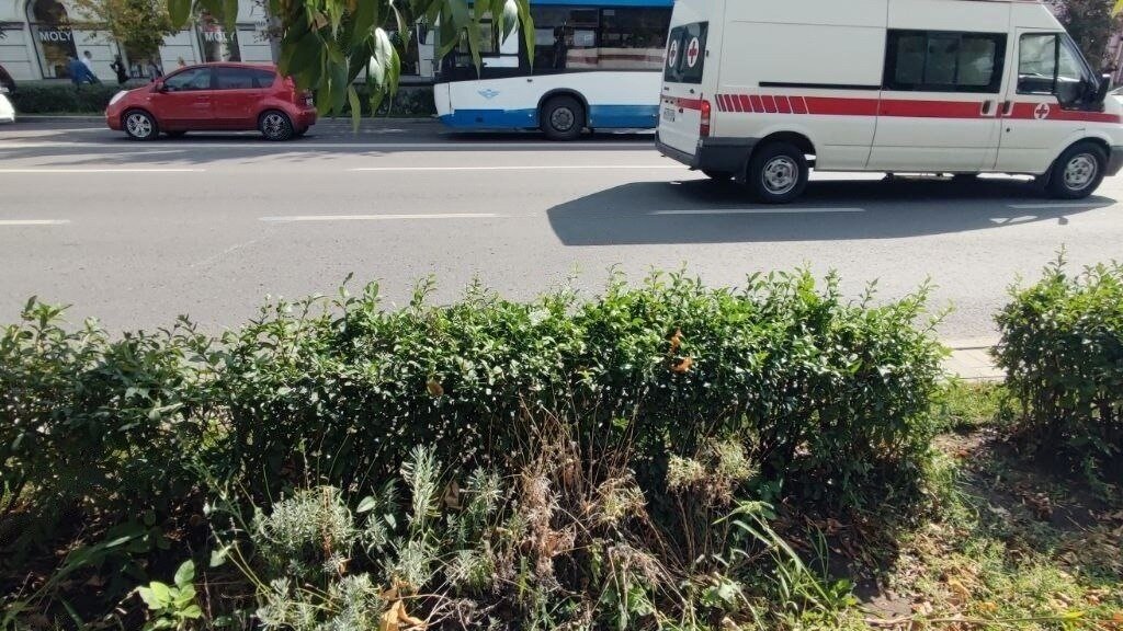     Жители Ростова просят убрать кусты амброзии в центре Ростова, горожане выкладывают фото зарослей сорняка в социальных сетях.