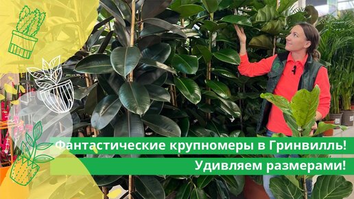 Фантастические крупномерные растения в Гринвиль! Удивляем размерами !