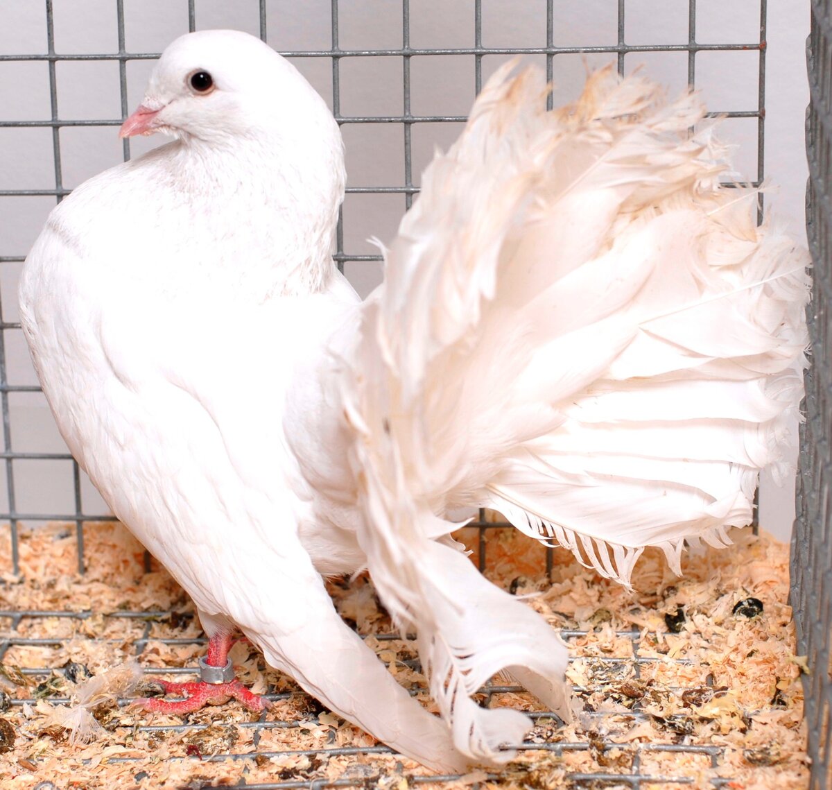 Белоснежный красавчик