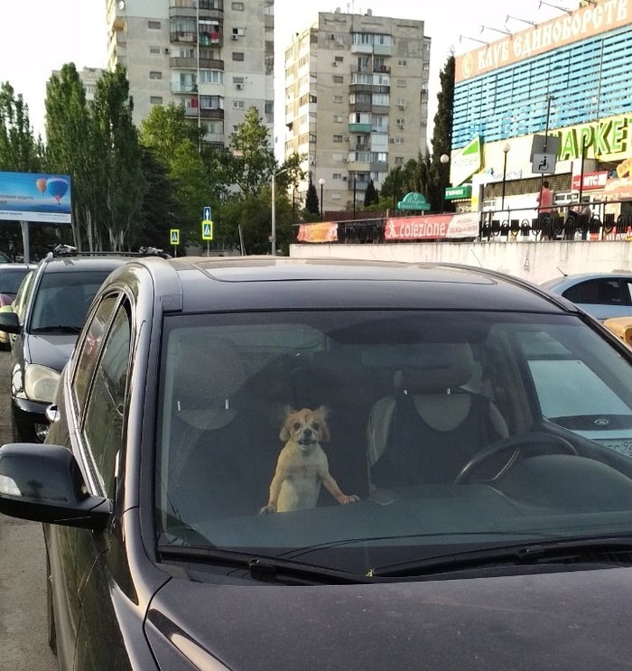 фото с сайта Пикабу