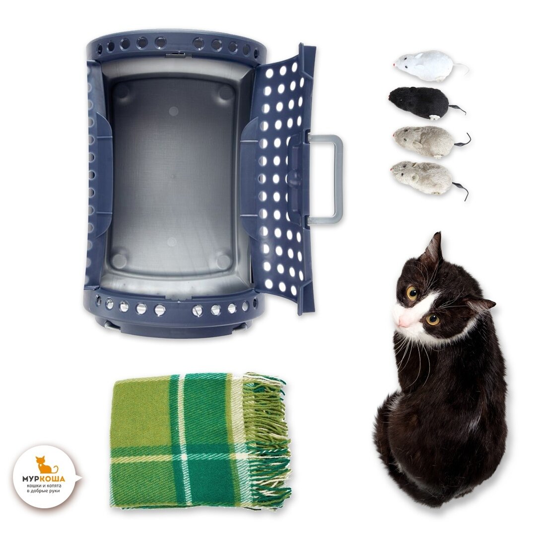 Общительный и любознательный котик Вилли. Приезжайте скорее знакомиться с этим милым парнем, он заждался! 