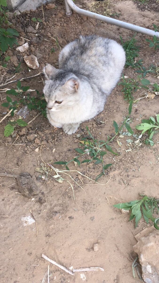 Очередной подзаборыш