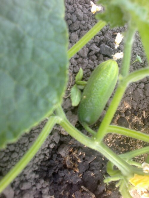 Один из первых моих огурчиков!