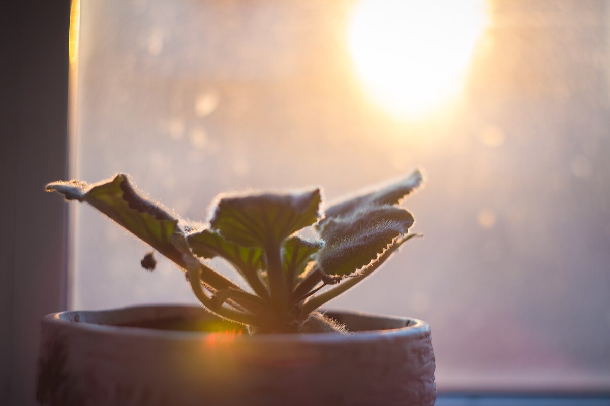 Фото: pixabay.com