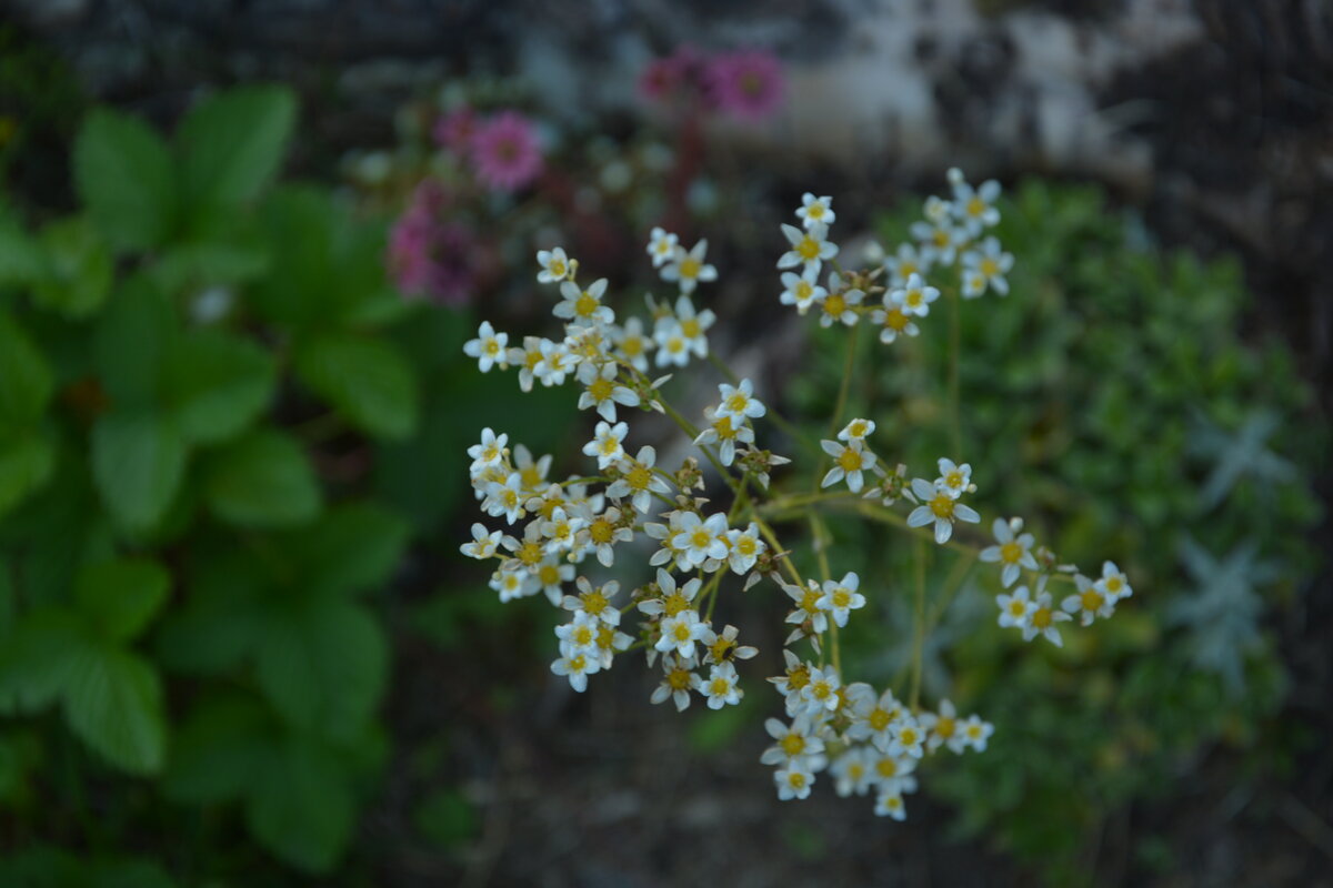 Цветет суккулент