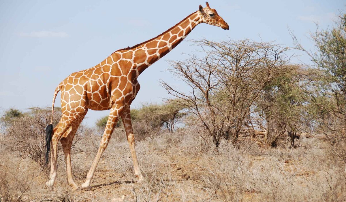 Жираф среда обитания. Нубийский Жираф. Родезийский Жираф. Угандийский Жираф. Фото жирафа.