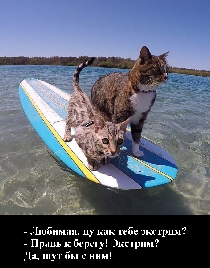 Коты на море картинки прикольные