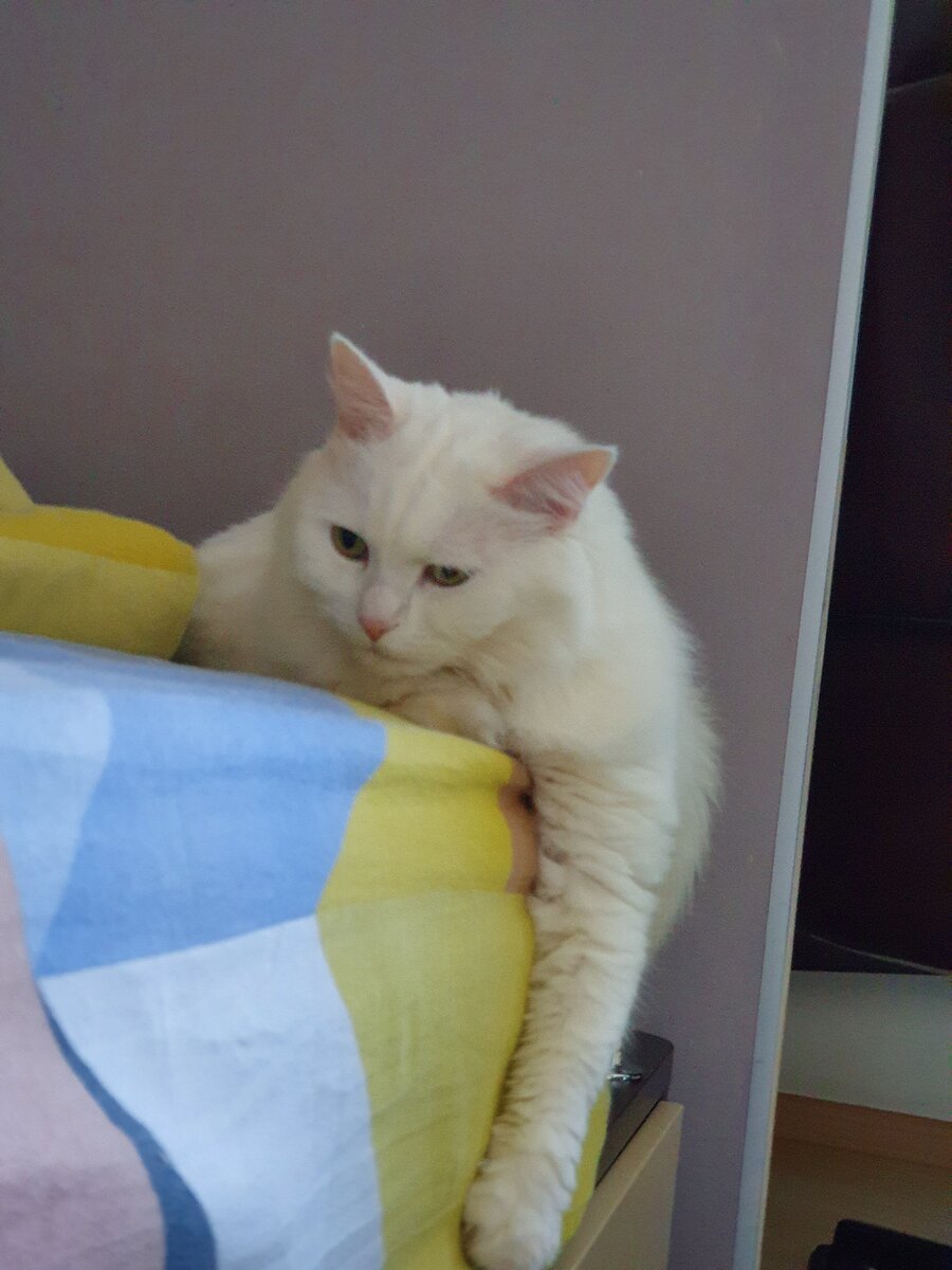 Очень серьезный кот... задумался о том, как заставить меня его кормить