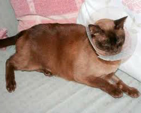 Невралгия у кошек: причины, симптомы, лечение | Народные советы