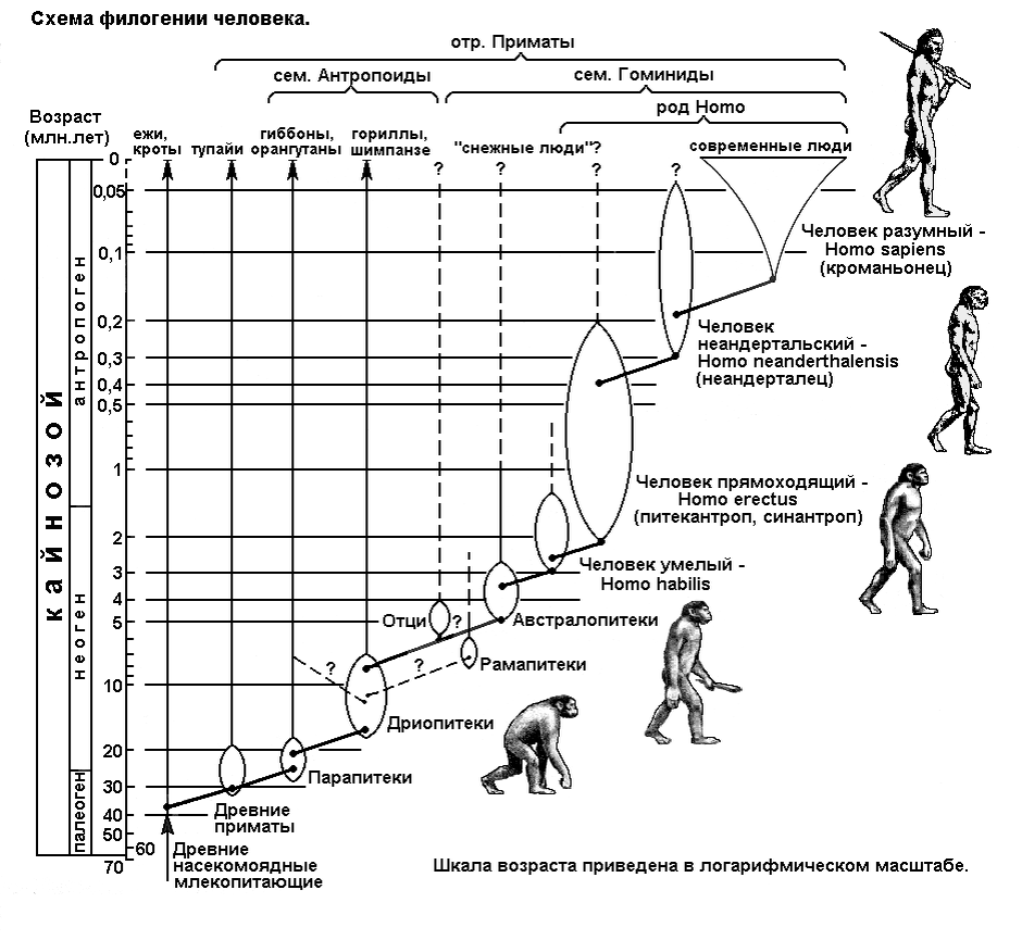 Возникновение и развитие человека. Происхождение человека схема Антропогенез. Схема эволюционных ветвей развития человека. Эволюционное Древо приматов и человека. Этапы происхождения человека схема.