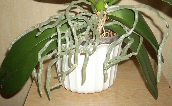 Живые и здоровые воздушные корни