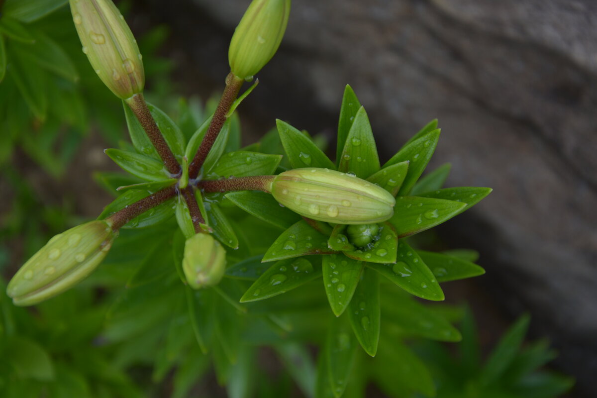 Фото : УСАДБУШКА