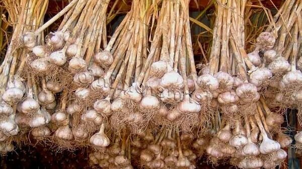 Высушивание чеснока