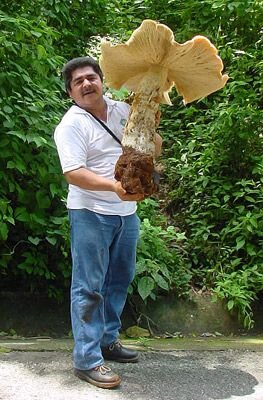 Источник: https://cdn.trinixy.ru/pics2/20070712/podb/2/mushroom_03.jpg