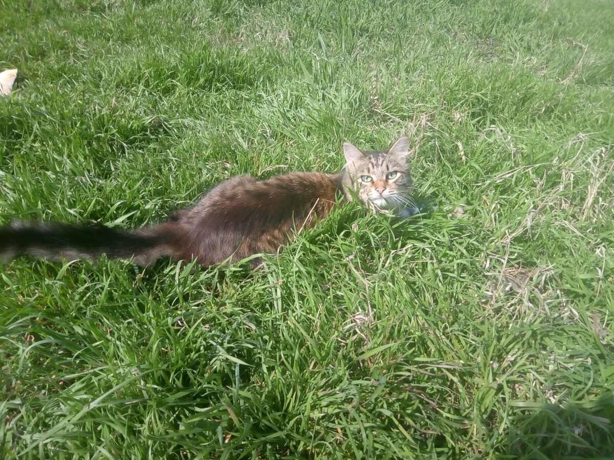 Прошлогодний подкидыш-Пушик.