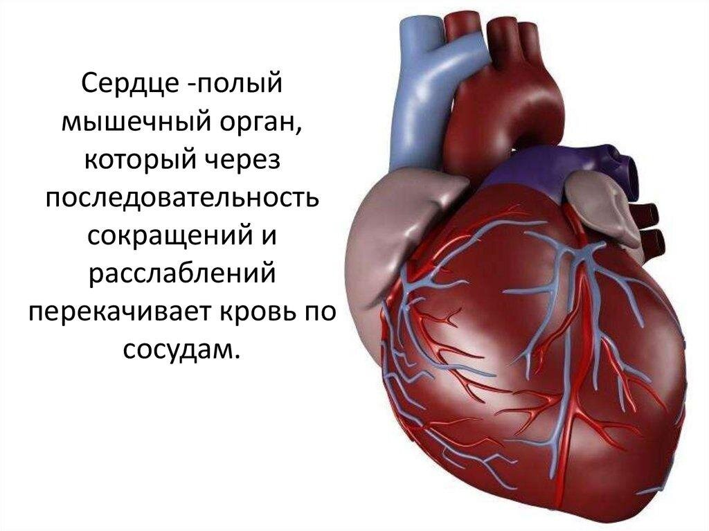 Проект сердце человека