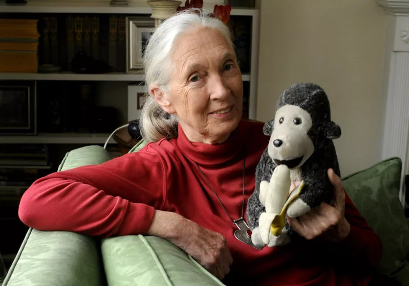 Jane goodall. Джейн Гудолл. Приматолог Джейн Гудолл. Валери Джейн Моррис Гудолл. Джейн Гудолл 2023.