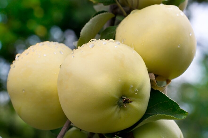 уральские наливные - мои любимые яблочки