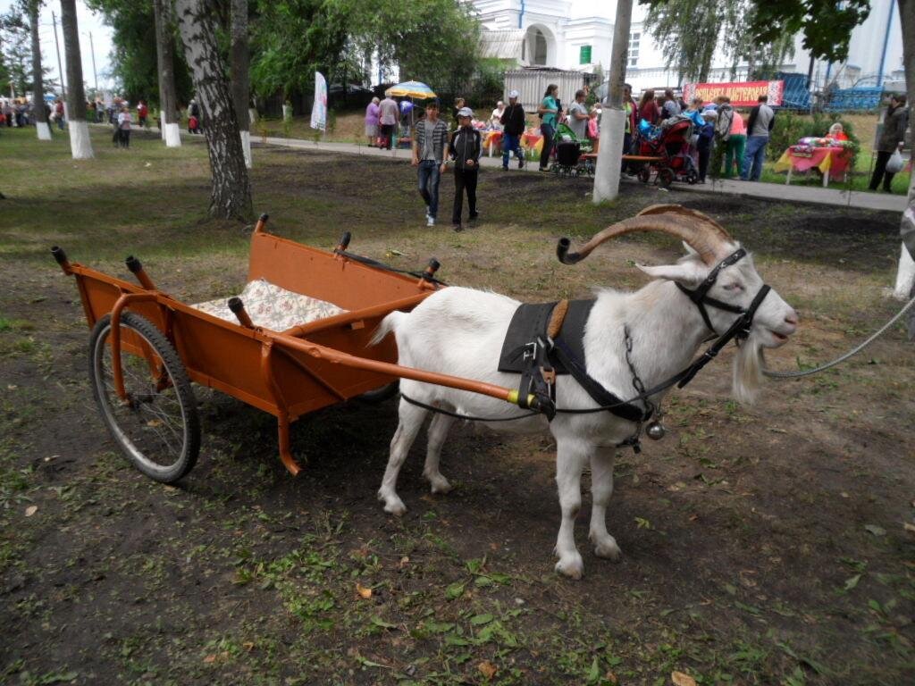 Автомобиль в упряжке