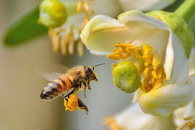 Животные-опылители