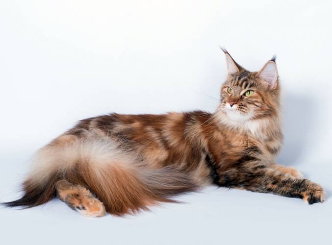 Источник: maine-cn-.ru