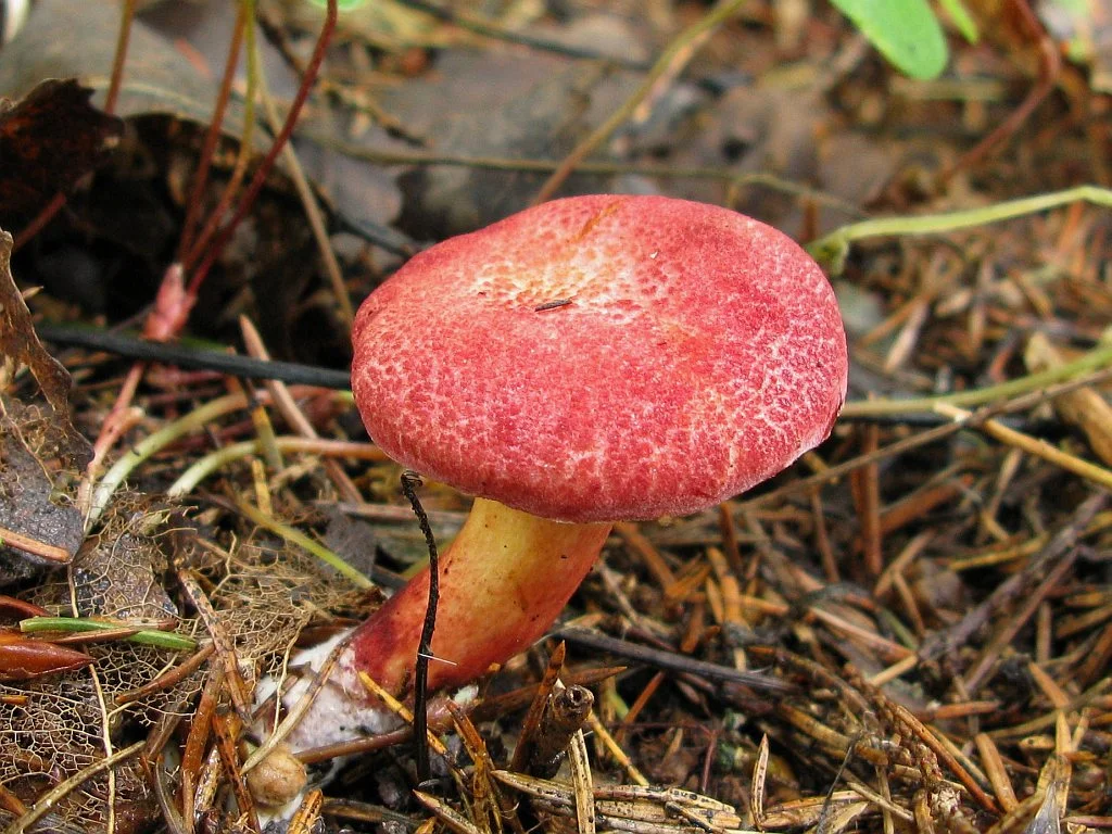 Розовый гриб. Гриб моховик красный. Моховик красный (Boletus rubellus). Гриб моховик красный съедобный. Моховик красный моховик красный.