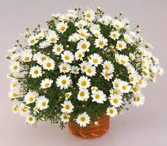 Может быть как комнатное растение , так и садовым жителем..  Вырастает деревом до МЕТРА и компактным шаровидным кустом.. Пушистая, листья перистые, цветы разных расцветок  , небольшие , идеальные, что хочется все время разглядывать и фотографировать..