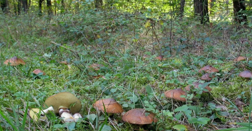 Из источников в открытом доступе