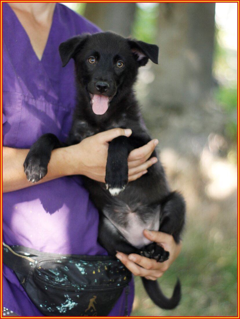 Фото из приюта "Лучший друг" г. Ставрополь