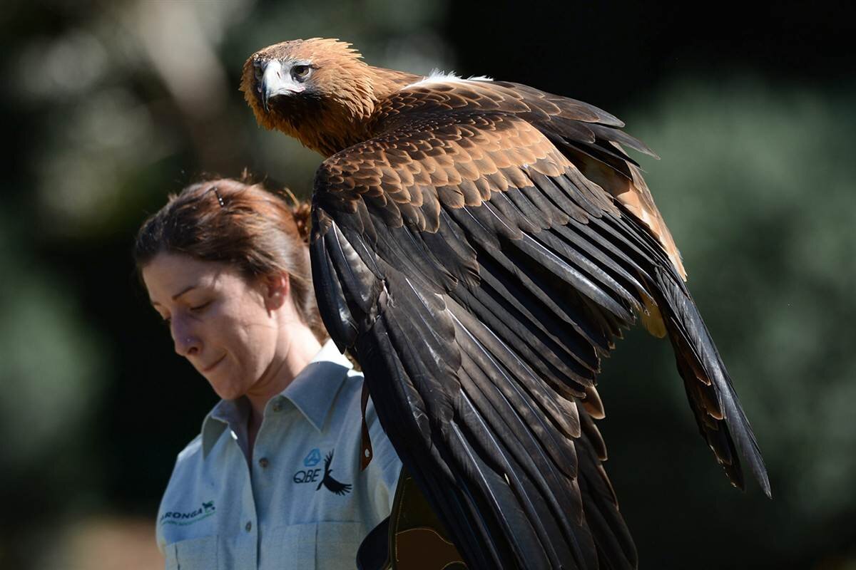 I the biggest bird. Австралийский клинохвостый Орел. Клинохвостый Орел в Австралии. Самая крупная птица в мире. Самая большая птица в мире летающая.