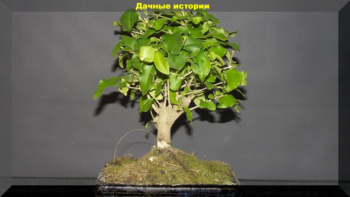 https://vk.com/photo-159774511_457242490. Деревце бирючины (Ligustrum) способно перенести даже самую экстравагантную стрижку. 