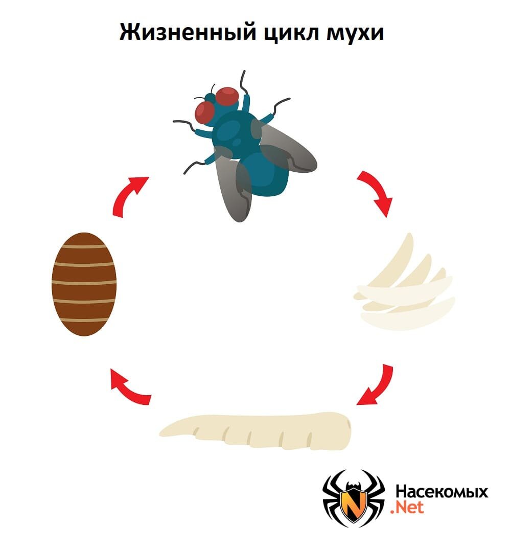 Жизненный цикл мухи